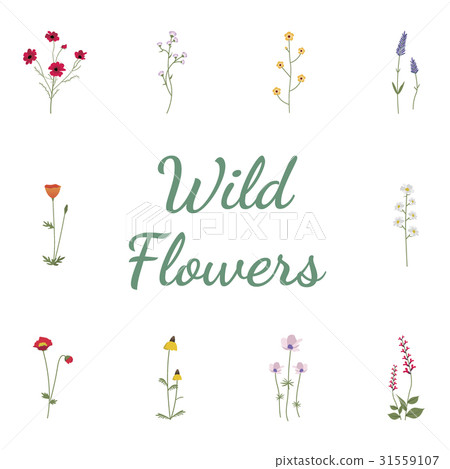 Set Collection of Wild Flowers Vector Illustration - Stock Illustration ...