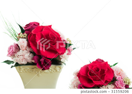 Roses 31559206