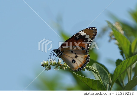 虎斑蝶 31559258