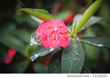 Unicorn flower 31559262