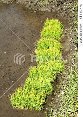 水稻幼苗 31559270