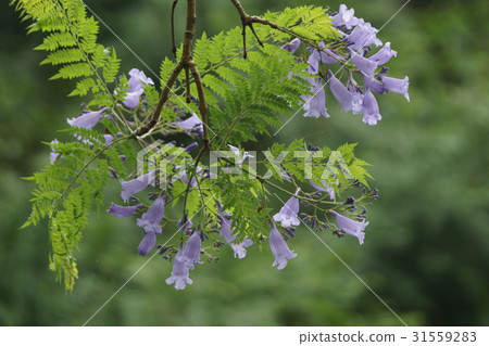藍花楹 藍花楹 31559283