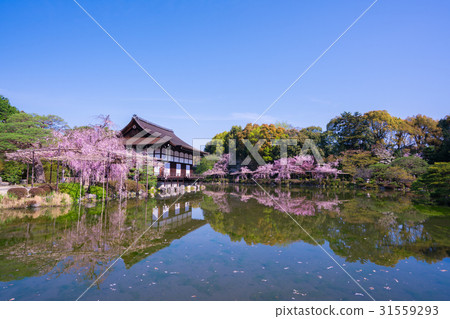 京都平安神宮神宮神社櫻花 京都平安神宮神宮神社櫻花 31559293