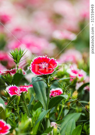 Dianthus Chinensis Flowers. Dianthus Chinensis Flowers. 31559449