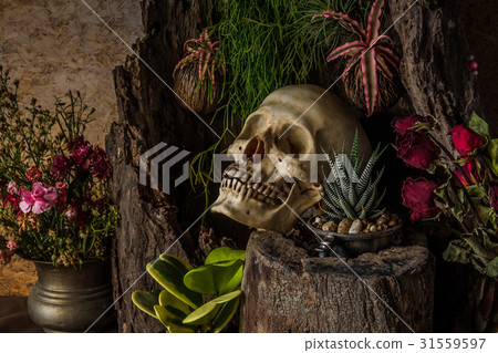 Still life with a human skull with desert plants Still life with a human skull with desert plants 31559597