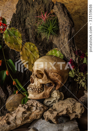 Still life with a human skull with desert plants Still life with a human skull with desert plants 31559686
