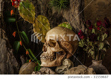Still life with a human skull with desert plants Still life with a human skull with desert plants 31559687