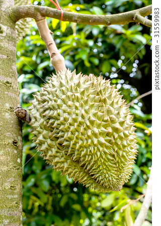 fresh durian in the farm, Thai King fruit fresh durian in the farm, Thai King fruit 31559983