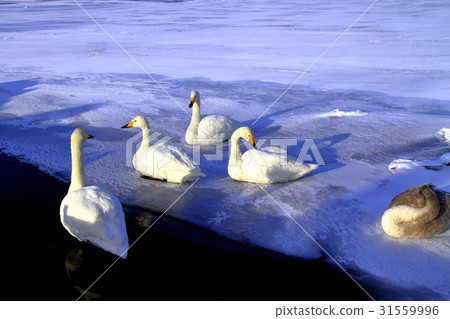 Severe cold Hokkaido Doku Kussharo Lake Severe cold Hokkaido Doku Kussharo Lake 31559996