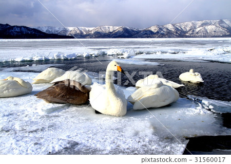 Severe cold Hokkaido Doku Kussharo Lake Severe cold Hokkaido Doku Kussharo Lake 31560017
