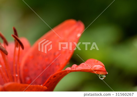 Lily of orange color with waterdrop Lily of orange color with waterdrop 31560267