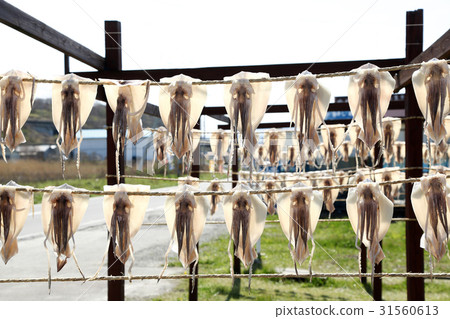 Ajigasawa squid curtain Ajigasawa squid curtain 31560613