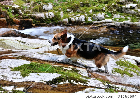 I play in a mountain stream I play in a mountain stream 31560694