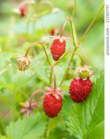 Wild strawberry Wild strawberry 31560747
