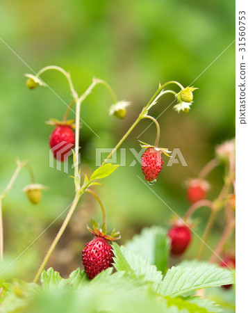 野草莓 31560753