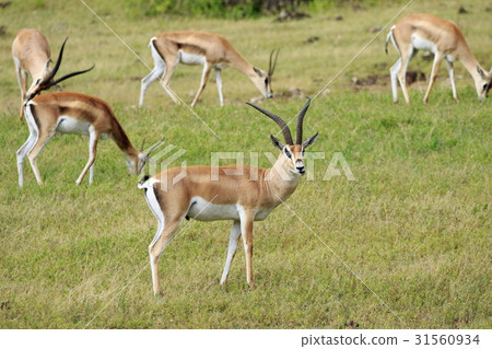 Gazelle 31560934