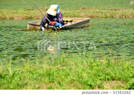 採摘春季採摘三種城鎮 31561082