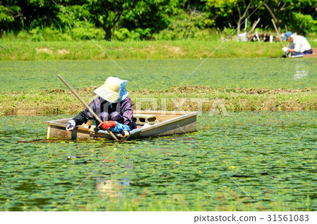 Harvesting of springs picking three kinds of towns 31561083