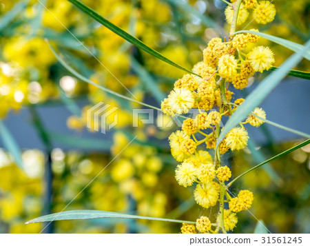 Yellow flowers Yellow flowers 31561245