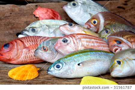 mix colorful fresh fishes. mix colorful fresh fishes. 31561787