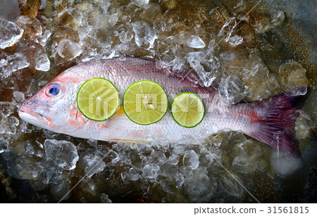 Red snapper fish from fishery market. 31561815