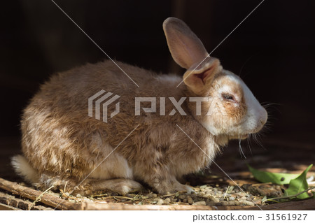 Rabbit Natural black background 31561927
