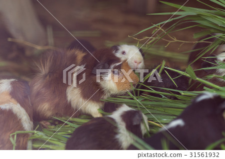 Cute Guinea pig,eating grass. Cute Guinea pig,eating grass. 31561932
