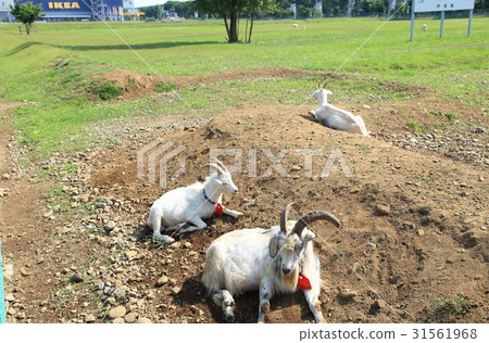 Goat Tachikawa放牧割草 31561968