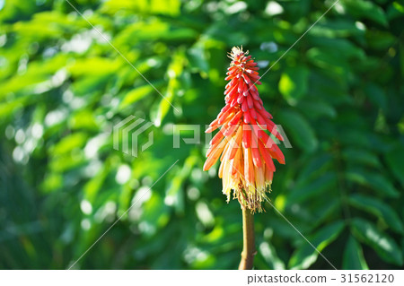 日落照亮的Tritoma紅色花 31562120