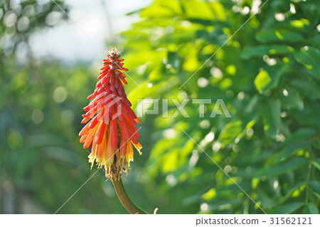 日落照亮的Tritoma紅色花 31562121