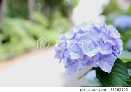 June Landscape hydrangea June Landscape hydrangea 31562190