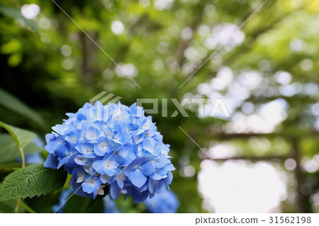 Mito Hachimangu Shrine June view Mito Hachimangu Shrine June view 31562198