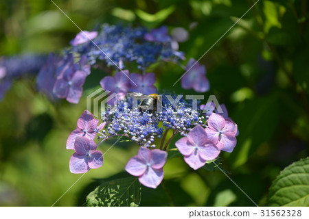 Hydrangea and Bumblebee Hydrangea and Bumblebee 31562328