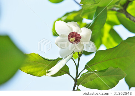 Ooyama黃芪白花 Ooyama黃芪白花 31562848