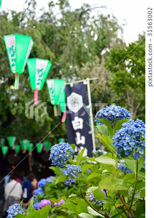 繡球節（白山神社） 31563002