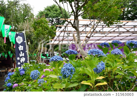 繡球節（白山神社） 31563003