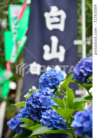 Hydrangea Festival (Hakusan Shrine) 31563004
