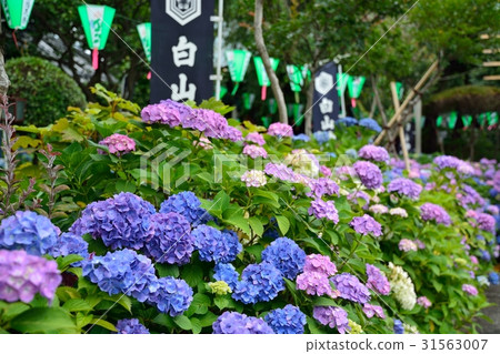 繡球節（白山神社） 31563007