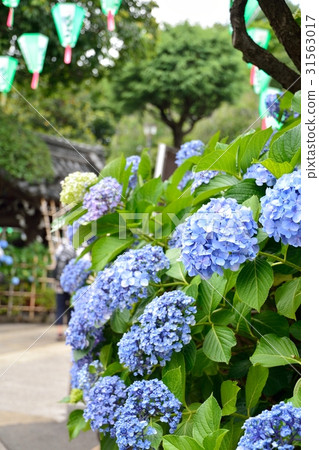 Hydrangea Festival (Hakusan Shrine) 31563017