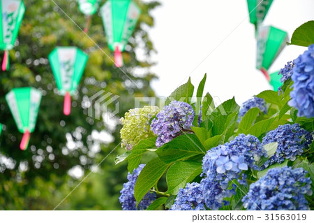 繡球節（白山神社） 31563019