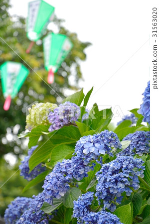 繡球節（白山神社） 31563020