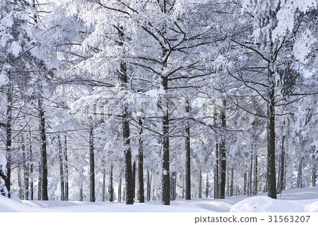 Daegwallyeong, Pyeongchang-gun, Gangwon-do 31563207