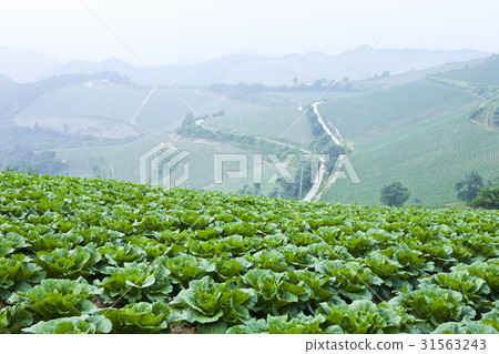 大白菜田,Anbendegi,Wangsan-myeon,江陵市,江原道 大白菜田,Anbendegi,Wangsan-myeon,江陵市,江原道 31563243