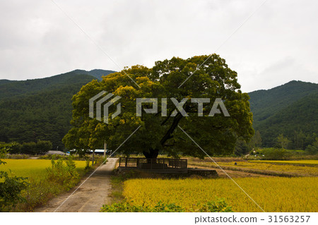 Changnyeong-gun, Gyeongnam Changnyeong-gun, Gyeongnam 31563257