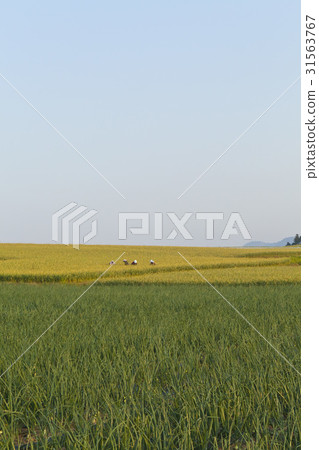 全南思南縣安茹島 31563767