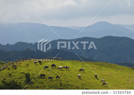 Dairy cow, Daegwallyeong ranch, Daegwallyeong, Pyeongchang-gun, Gangwon-do Dairy cow, Daegwallyeong ranch, Daegwallyeong, Pyeongchang-gun, Gangwon-do 31563784