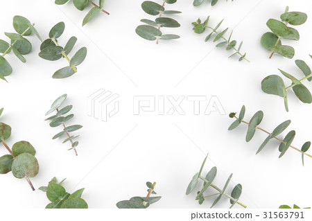 Baby eucalyptus leaves pattern Baby eucalyptus leaves pattern 31563791