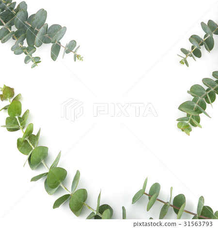 Baby eucalyptus leaves on white background Baby eucalyptus leaves on white background 31563793