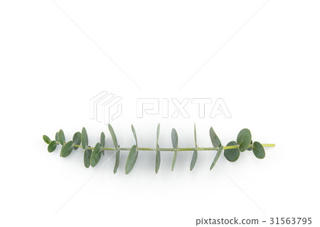 Baby eucalyptus leaves wreath Baby eucalyptus leaves wreath 31563795