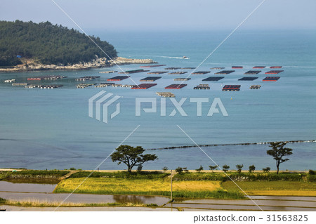 Farm, Cheongsan-do, Wando-gun, Jeonnam 31563825